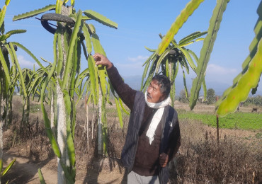 ड्रागन खेतीमा रमाउँदै पूर्वमन्त्री विष्ट, दुई सिजनमै कमाए ४० लाख तर, राजनीतिको छुटेन ‘लत’